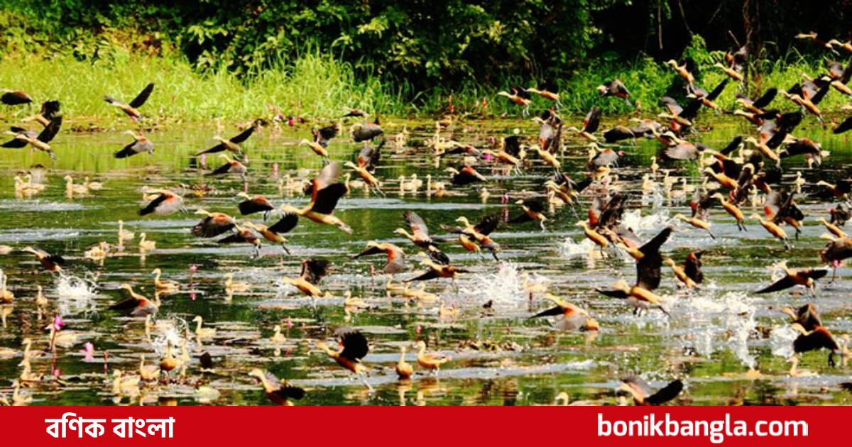 জাবিতে শীতের পাখি